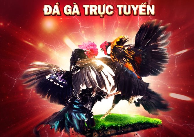 Cách chơi đá gà và luật chơi đá gà qua mạng