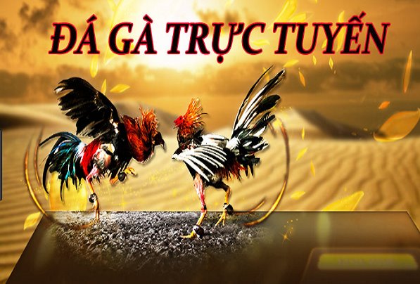 Hướng dẫn chơi đá gà qua mạng tại Galaxy6623