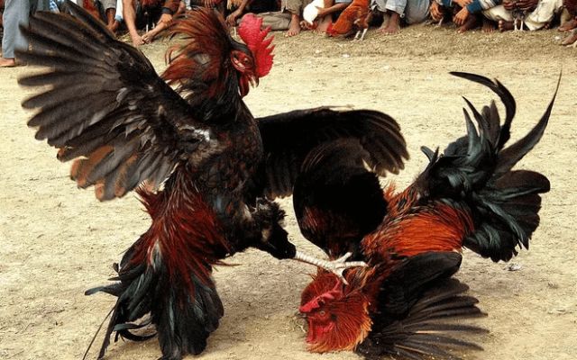 Quy luật về cách cược tiền gà chọi